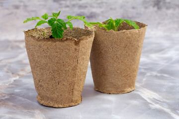 Close up cans with green tomato seedling.