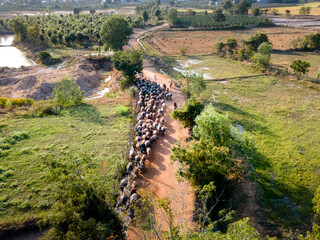 Buffaloes of Cham ethnic people are on their way back in Ninh Thuan province, Vietnam