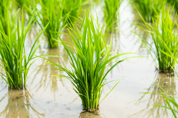 Close-up of rice seedlings growing in the fields of Taiwan.