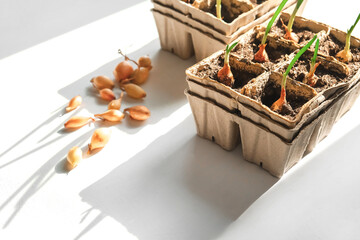Agriculture, Growing onions from seeds of bulbs at home. Organic products, eco food, agro background, country life, countryside