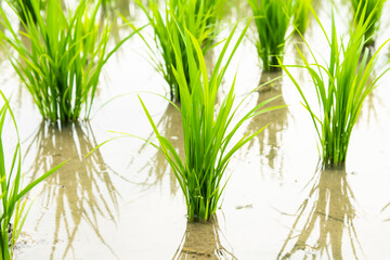 Close-up of rice seedlings growing in the fields of Taiwan.