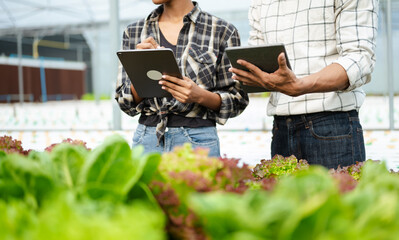 Asian farmer using hand holding tablet and organic vegetables hydroponic in greenhouse plantation. Female hydroponic salad vegetable garden owner working. .