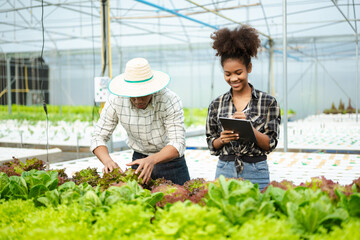 Asian farmer using hand holding tablet and organic vegetables hydroponic in greenhouse plantation. Female hydroponic salad vegetable garden owner working. .