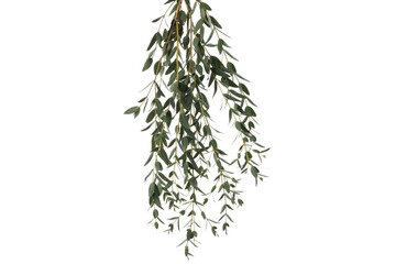 Concept of nature, leaves, isolated on white background