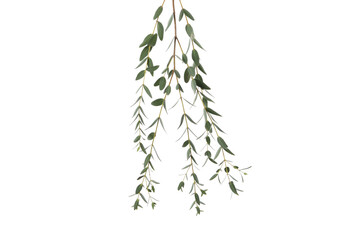 Concept of nature, leaves, isolated on white background