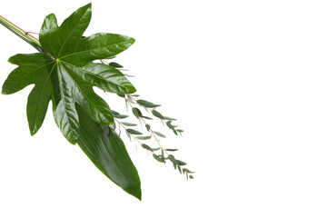 Concept of nature, leaves, isolated on white background