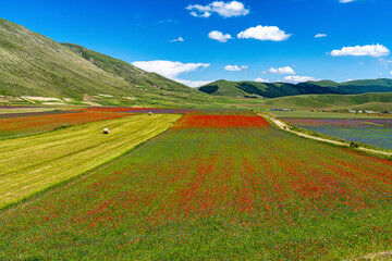 Lentil flowering with poppies and cornflowers in Castelluccio di Norcia, Italy