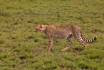 A cheetah relaxing in Serengeti National Park, Tanzania