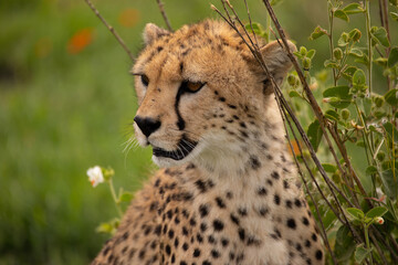 A young cheetah relaxing in Serengeti National Park, Tanzania