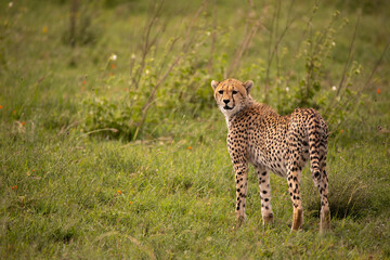 A young cheetah relaxing in Serengeti National Park, Tanzania - obrazy, fototapety, plakaty