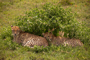 Three cheetahs, mum with cubs, relaxing in Serengeti National Park, Tanzania