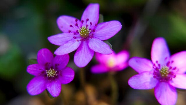 可憐に咲く雪割草は新潟県を代表する草花