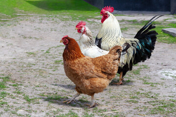 Hens and a cock are walking in the courtyard.