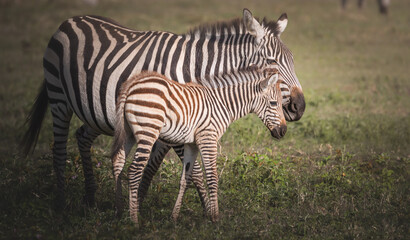 A baby zebra and it's mother in the Ngorongoro Crater, Tanzania