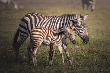 Fototapeta na wymiar A baby zebra and it's mother in the Ngorongoro Crater, Tanzania