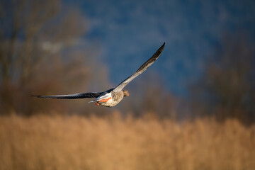 Greylag goose flies over the shores of Lake Constance