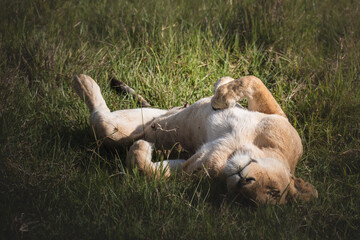 Lioness resting and sleeping in the sun in the Ngorongoro Crater, Tanzania
