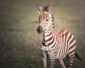 Fototapeta na wymiar Baby zebra in the Ngorongoro Crater, Tanzania