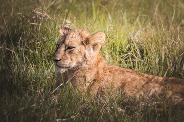 Lion cub resting with it's pride in the Ngorongoro Crater, Tanzania