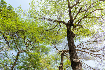 Low-angle view of Terminalia mantaly trees with the blue sky in the park.