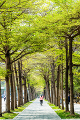 On the sidewalk of the Kaohsiung Museum of Fine Arts in Taiwan, both sides of the road are full of Terminalia mantaly trees.