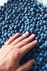 Freshly harvested blueberries in a fruit crate with men's hand inspecting the quality.