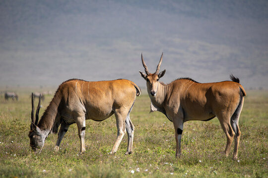 Two male elands grassing in the Ngorongoro Crater, Tanzania