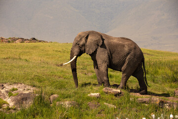 Naklejka na ściany i meble An incredible African elephant in the Ngorongoro Crater, Tanzania
