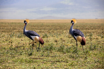 Beautiful grey crowned crane in the Ngorongoro Crater, Tanzania