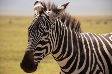Close up of zebra in the Ngorongoro Crater, Tanzania