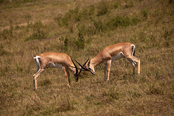 Two Grant's gazelles fighting in the Ngorongoro Crater, Tanzania