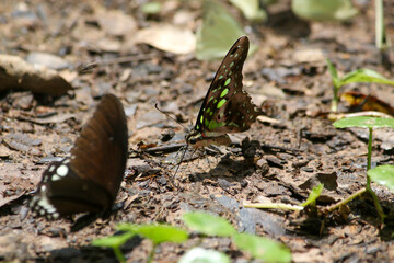 Beautiful butterfly in the forest of Thailand