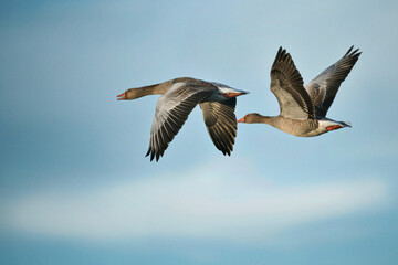 Fototapeta na wymiar Greylag goose flies over the shores of Lake Constance