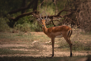 Naklejka na ściany i meble Young male impala in Lake Manyara National Park, Tanzania