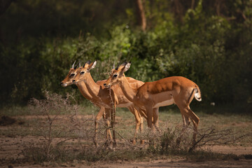 Young male impalas in Lake Manyara National Park, Tanzania