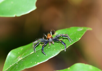 Brown jumping spider in forest, Thailand