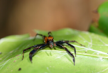 Brown jumping spider in forest, Thailand