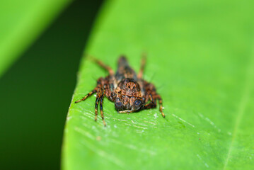 Brown jumping spider in forest, Thailand