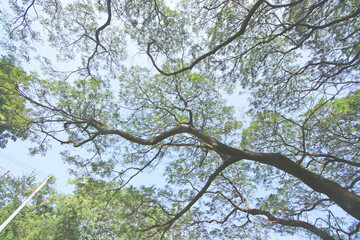 Under the shade of tall trees in tropical Thailand.