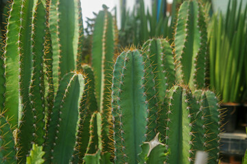 closeup succulents and cactus green leaves in cactus planting, for home gardening