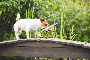 Dog as funny fisherman with toy fishing rod going to catch fish. Humorous concept of fishing as hobby