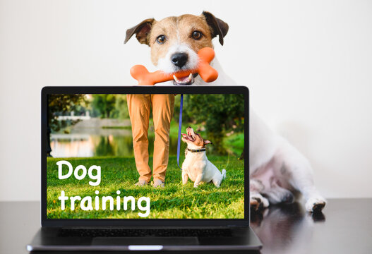 Clever dog sits behind computer. Online dog training concept.
