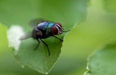 Close up macro shot House fly, Fly, House fly on leaf