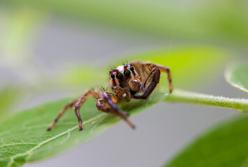 Brown jumping spider in forest, Thailand