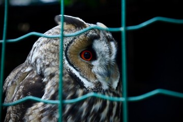 close up of an owl