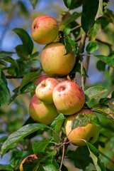 A photo of taste and beautiful apples