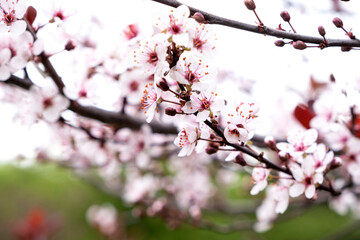 Beautiful flowering cherry tree in spring. Cherry flowers close up
