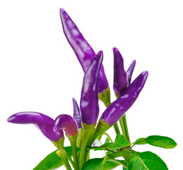 Purple chilli isolated on transparent background, PNG image