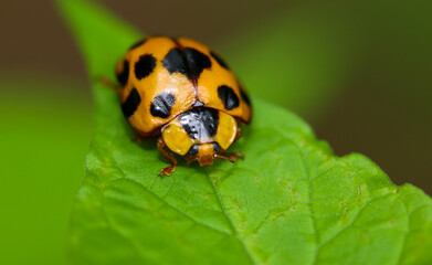 Ladybug on a leaf in the forest