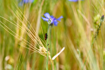 A red cicada on a cornflower in the cornfield, with aphids on the stem
